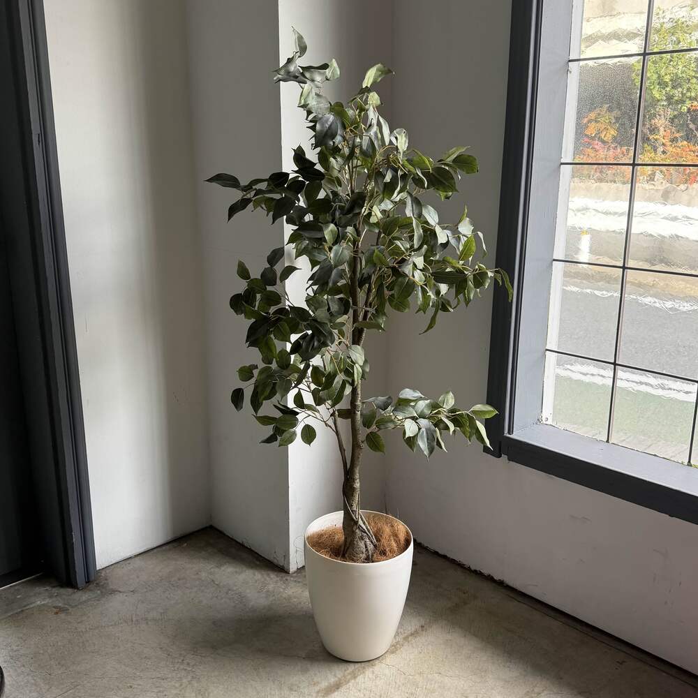 フェイクグリーン　ベンジャミン